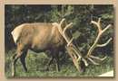 Elk